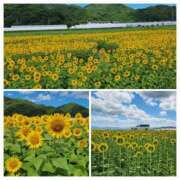 ヒメ日記 2025/07/27 12:46 投稿 あずさ 京都の痴女鉄道