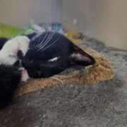 ヒメ日記 2025/09/01 17:56 投稿 あずさ 京都の痴女鉄道