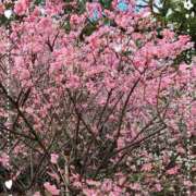 ヒメ日記 2025/03/07 18:56 投稿 けい 千姫(道後)