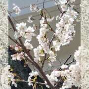 ヒメ日記 2025/04/04 18:12 投稿 けい 千姫(道後)