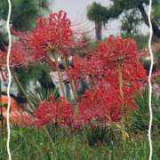 ヒメ日記 2025/10/03 17:44 投稿 けい 千姫(道後)