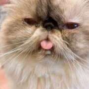 ヒメ日記 2025/05/23 15:53 投稿 みやび チューリップ姫路店