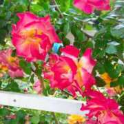 ヒメ日記 2025/05/08 00:29 投稿 新垣 ゆあ 一夜妻