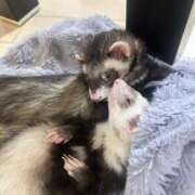 ヒメ日記 2026/02/13 11:12 投稿 ゆきね OKINI立川