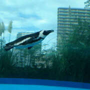 こまね 出勤中です 熟女の風俗最終章 宇都宮店