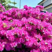 ヒメ日記 2025/05/03 11:40 投稿 椎名 HERMINE-エルミネ-