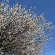 ヒメ日記 2026/02/21 20:20 投稿 椎名 HERMINE-エルミネ-