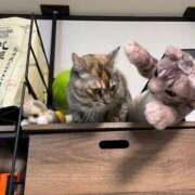 ヒメ日記 2024/12/10 15:00 投稿 体験新人れん 成田人妻最高級倶楽部