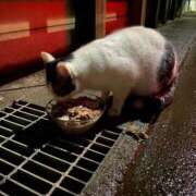 ヒメ日記 2025/12/27 11:33 投稿 体験新人れん 成田人妻最高級倶楽部