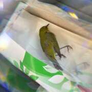 ヒメ日記 2026/01/13 17:37 投稿 体験新人れん 成田人妻最高級倶楽部