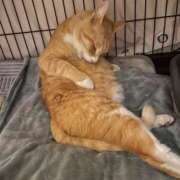 ヒメ日記 2026/01/29 14:12 投稿 体験新人れん 成田人妻最高級倶楽部