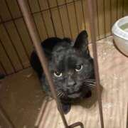 ヒメ日記 2026/02/12 01:39 投稿 体験新人れん 成田人妻最高級倶楽部