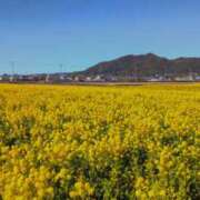 ヒメ日記 2025/02/12 07:41 投稿 体験新人あん 成田人妻最高級倶楽部