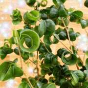 ヒメ日記 2025/04/21 16:48 投稿 体験新人あん 成田人妻最高級倶楽部