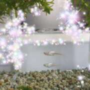 ヒメ日記 2025/05/08 17:47 投稿 体験新人あん 成田人妻最高級倶楽部