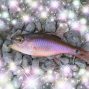 ヒメ日記 2025/06/07 14:45 投稿 体験新人あん 成田人妻最高級倶楽部