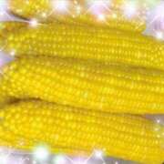 ヒメ日記 2025/06/24 08:15 投稿 体験新人あん 成田人妻最高級倶楽部