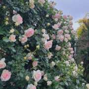 ヒメ日記 2025/05/30 21:33 投稿 こと ナイスディ