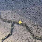 ヒメ日記 2024/12/21 17:22 投稿 辻村七海(つじむらななみ) 東京ヒストリー　秘密の約束