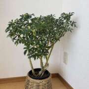 ヒメ日記 2025/04/17 10:06 投稿 辻村七海(つじむらななみ) 東京ヒストリー　秘密の約束