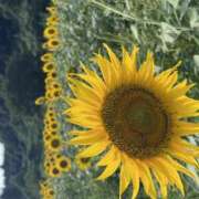 佐野ひかり 9/15 ひかりに会いたい人~？？ AJ DOLLS(エージェイドールズ)