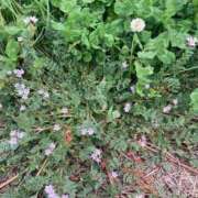 ヒメ日記 2025/04/12 09:59 投稿 辻　なぎ(つじなぎ) 九州熟女　熊本店