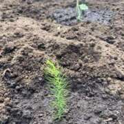 ヒメ日記 2025/04/13 07:49 投稿 辻　なぎ(つじなぎ) 九州熟女　熊本店