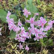 ヒメ日記 2025/06/06 08:49 投稿 辻　なぎ(つじなぎ) 九州熟女　熊本店