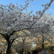 ヒメ日記 2026/04/03 09:57 投稿 RAMU【らむ】 ViVi-ヴィヴィ-(金津園)