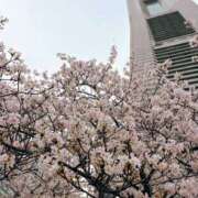 ヒメ日記 2026/04/07 23:23 投稿 美々(みみ) 上野人妻城