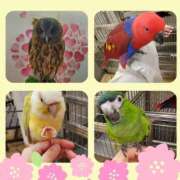 ヒメ日記 2025/02/19 09:16 投稿 柚葉 シャトーペトラ