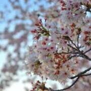 ヒメ日記 2025/04/24 09:25 投稿 柚葉 シャトーペトラ