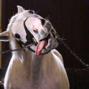 ヒメ日記 2025/12/09 19:06 投稿 柚葉 シャトーペトラ