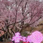 ヒメ日記 2026/04/05 08:46 投稿 柚葉 シャトーペトラ