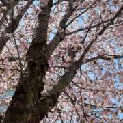 ヒメ日記 2025/04/29 18:44 投稿 くらら 電車でGOAL！