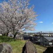 ヒメ日記 2025/04/11 15:14 投稿 しのぶ 千葉人妻花壇