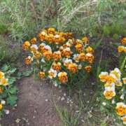 ヒメ日記 2025/04/25 11:47 投稿 しのぶ 千葉人妻花壇