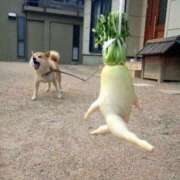 ヒメ日記 2025/10/17 10:45 投稿 しのぶ 千葉人妻花壇