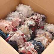 ヒメ日記 2025/12/07 10:36 投稿 ゆうり クラブハウスシェル