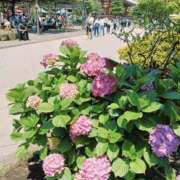 ヒメ日記 2025/05/28 11:34 投稿 若林美加子 プレジデントハウス