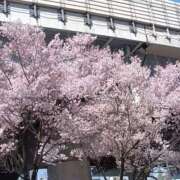 ヒメ日記 2026/03/24 12:17 投稿 若林美加子 プレジデントハウス