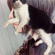 ヒメ日記 2025/04/27 00:45 投稿 猫村 艶妻