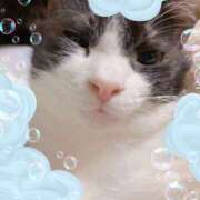 ヒメ日記 2025/04/27 00:50 投稿 猫村 艶妻