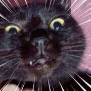 ヒメ日記 2025/05/07 22:20 投稿 猫村 艶妻