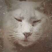 ヒメ日記 2025/05/17 12:43 投稿 猫村 艶妻