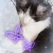 ヒメ日記 2025/05/22 01:51 投稿 猫村 艶妻