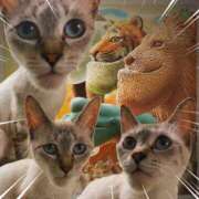 ヒメ日記 2025/07/06 02:25 投稿 猫村 艶妻