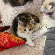 ヒメ日記 2025/11/15 11:50 投稿 日下部りょう(くさかべりょう) 鶯谷ナンバーワン