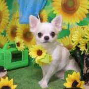 ヒメ日記 2025/09/01 19:15 投稿 りつ 熟女家 ミナミエリア店