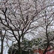 ヒメ日記 2025/04/05 11:59 投稿 まいか♡ぷるぷるＥ乳カップ ラヴァーズ